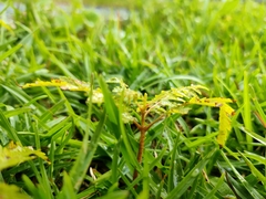 Koelreuteria elegans