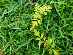 Koelreuteria elegans