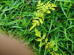 Koelreuteria elegans