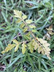 Koelreuteria elegans