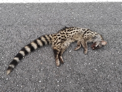 Genetta genetta genetta