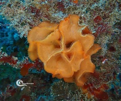 Pentapora foliacea