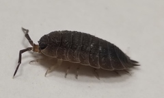 Porcellio scaber