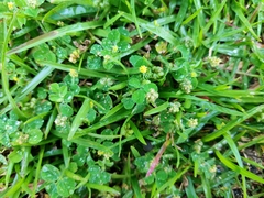 Medicago lupulina