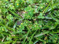 Medicago lupulina