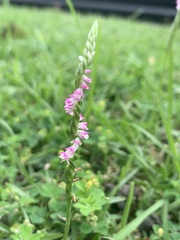 Spiranthes sinensis