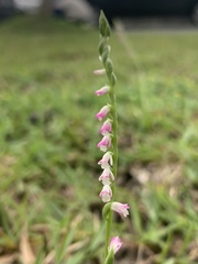 Spiranthes sinensis