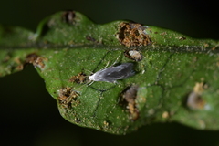 Thylacosceles radians