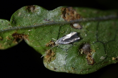 Thylacosceles radians