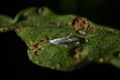 Thylacosceles radians