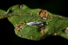 Thylacosceles radians