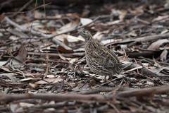 Coturnix pectoralis