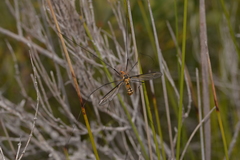 Leptotarsus clavatus
