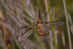 Leptotarsus clavatus