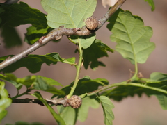 Andricus caliciformis