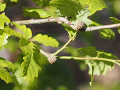 Andricus caliciformis