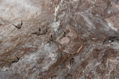 Balantiopteryx plicata