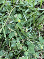 Medicago lupulina