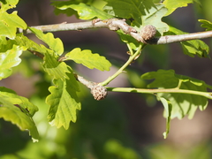 Andricus caliciformis