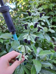Salvia discolor