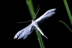 Pterophorus monospilalis