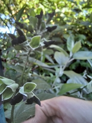 Salvia discolor