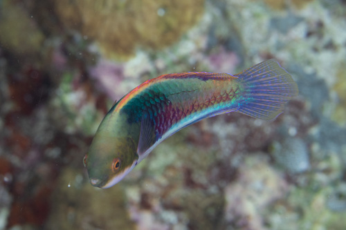 Blue-scaled fairy-wrasse (Cirrhilabrus cyanopleura) — Labridae — 4