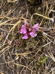 Pedicularis sylvatica