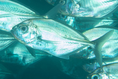 Uraspis helvola