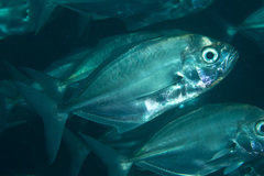 Uraspis helvola