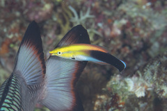 Labroides pectoralis