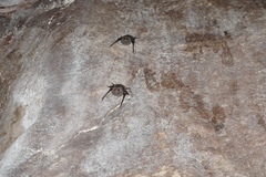 Balantiopteryx plicata