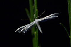 Pterophorus monospilalis