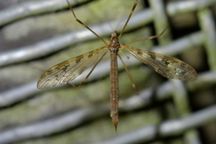 Austrolimnophila oculata