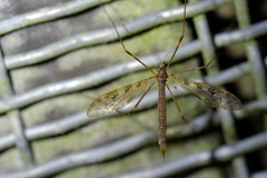 Austrolimnophila oculata