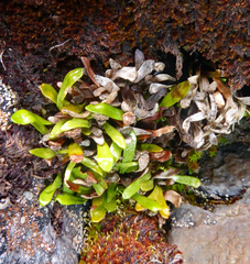 Notogrammitis crassior