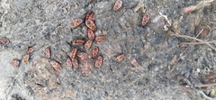 Pyrrhocoris apterus