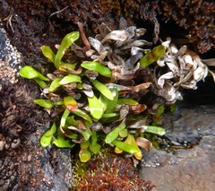 Notogrammitis crassior