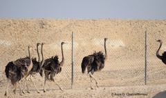 Struthio camelus camelus