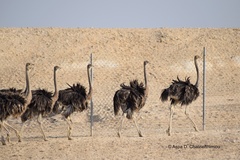 Struthio camelus camelus