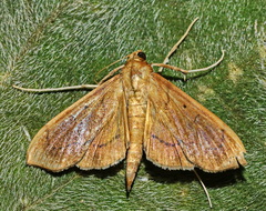Anarmodia repandalis