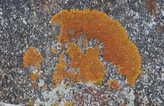 Xanthomendoza trachyphylla