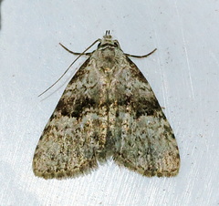 Dyspyralis illocata