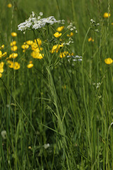 Oenanthe peucedanifolia