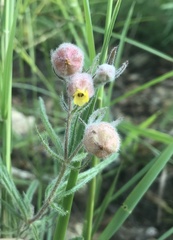 Hermannia grandistipula