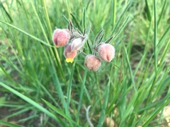 Hermannia grandistipula