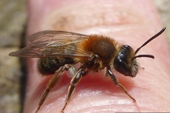 Andrena bicolor