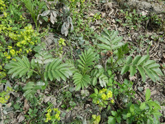 Sambucus ebulus