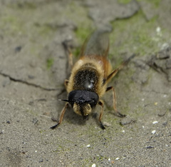 Callicera