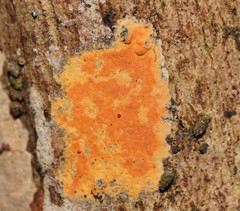 Hypoxylon crocopeplum